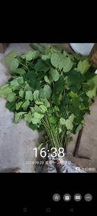 油桐树种植园林树绿植下单现挖油桐树包邮油桐树苗四川桐子苗