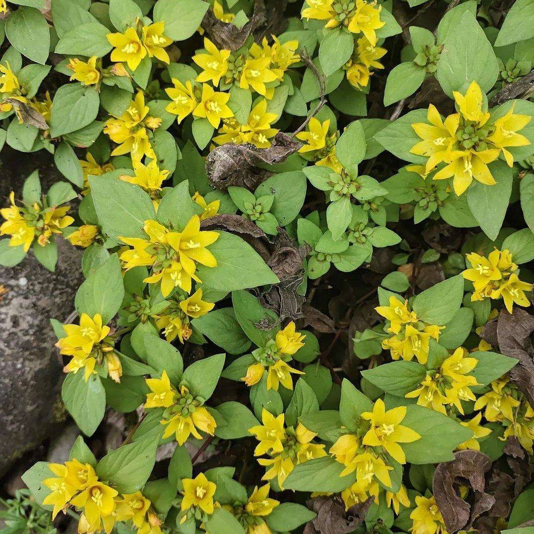 四川巴中中药材过路黄金钱草真金草走游草铺地莲干货500g包邮