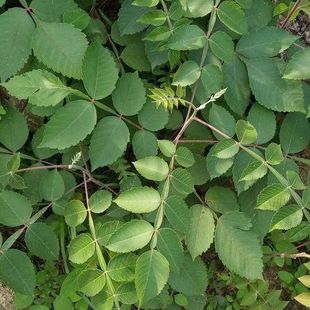 盐肤木根纯根四川乌倍子根盐霜树根盐刀柏根500克原生态鲜根正品