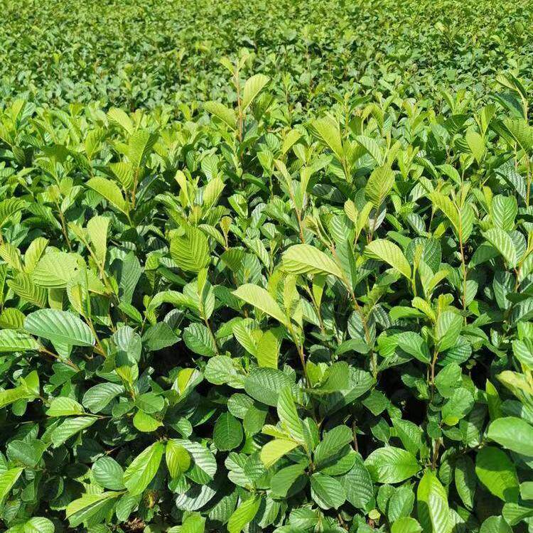 桤木苗水冬瓜树 水青凤 桤蒿 南方新鲜新款南方种植室外四川巴中