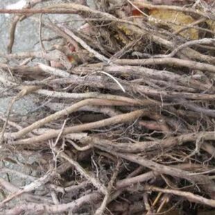 四川中药材,新鲜现挖芭蕉树根,蕉头,蕉树根野芭蕉根新鲜芭蕉根