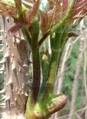 新鲜红楤木葱木百鸟不宿雀不站鸟不落 忽木全根带根500克