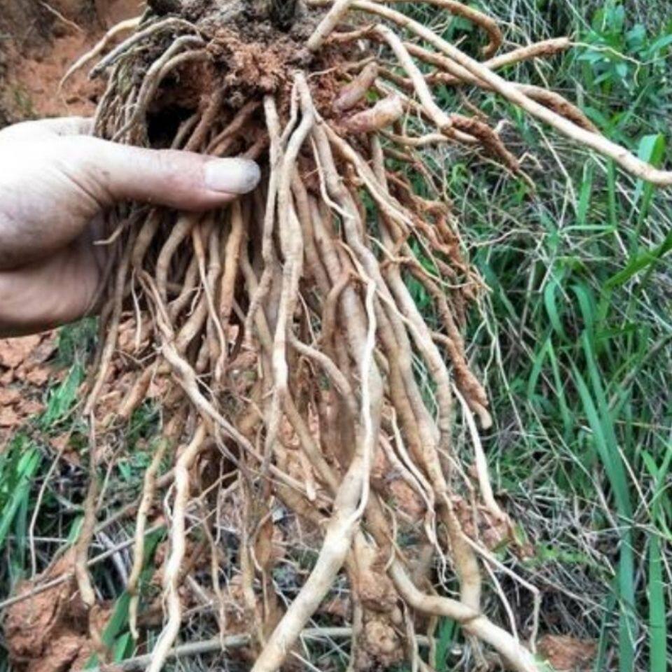 中草药正宗多须公新鲜 华泽兰根 四川土牛膝大泽兰六月雪纯根