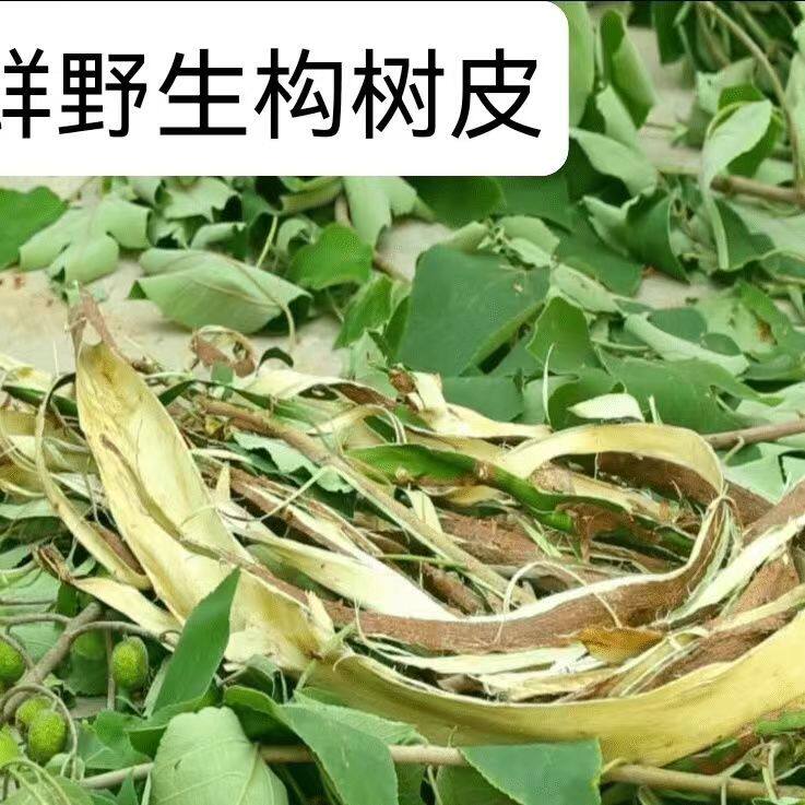 四川构树叶新鲜现剥 构树皮 楮桃树皮 楮实子皮汁液 构叶3斤