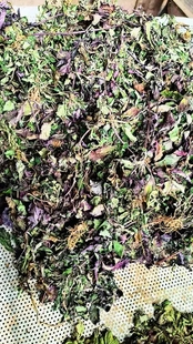 四川野生白毛夏枯草破血丹石灰菜 散血草 退血草 白头翁500g包邮