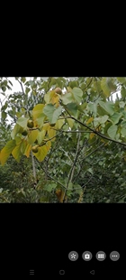 油桐树种植园林树绿植下单现挖油桐树包邮油桐树苗桐子