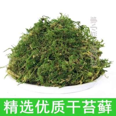 兰花乌龟苔藓宠垫材青苔干土肥蝴蝶石斛苔藓.爬水苔天然营养冬眠