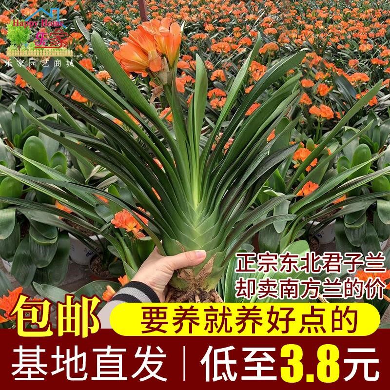 长春君子兰精品盆栽带花苞大小苗花卉植物室内花阳台绿植圆头和尚