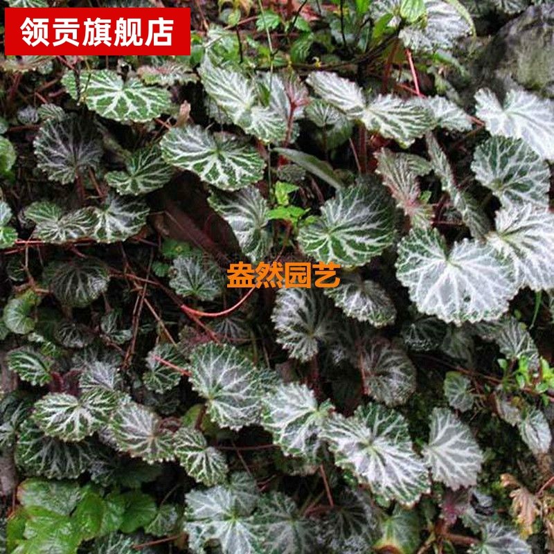 虎耳草盆栽阳台花卉植物金丝荷叶金钱芙蓉 可水培全草包活
