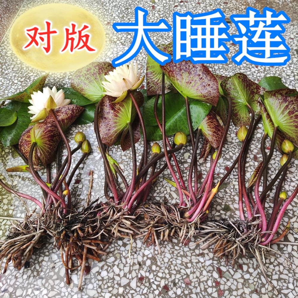 精品大型睡莲耐寒热带紫色蓝色大苗带花苞水生花卉庭院鱼池景观香