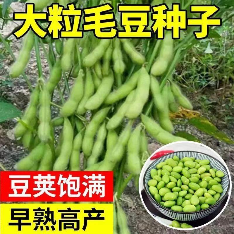 春夏毛豆种子黄豆大种籽鲜食高产农家四季播种早熟蔬菜种子 家居饰品 百变造型香皂 原图主图