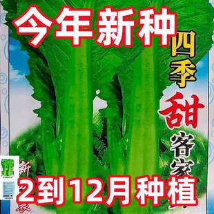 四季 原装 甜客家芥菜种子芥菜蔬菜种子夏秋大田菜园叶子菜青菜正品