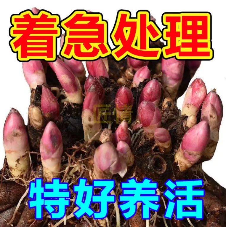 芍药花苗重瓣带芽大根块四季开花多年生阳台庭院浓香观花盆栽耐寒