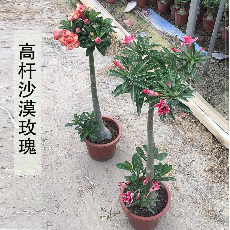 高杆沙漠玫瑰重瓣嫁接阳台四季开花植物带花苞老桩玫瑰花盆栽爆款-封面