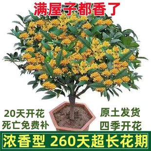 桂花树苗盆栽可食用金桂四季 桂开花不断室内外阳台庭院浓香型花卉