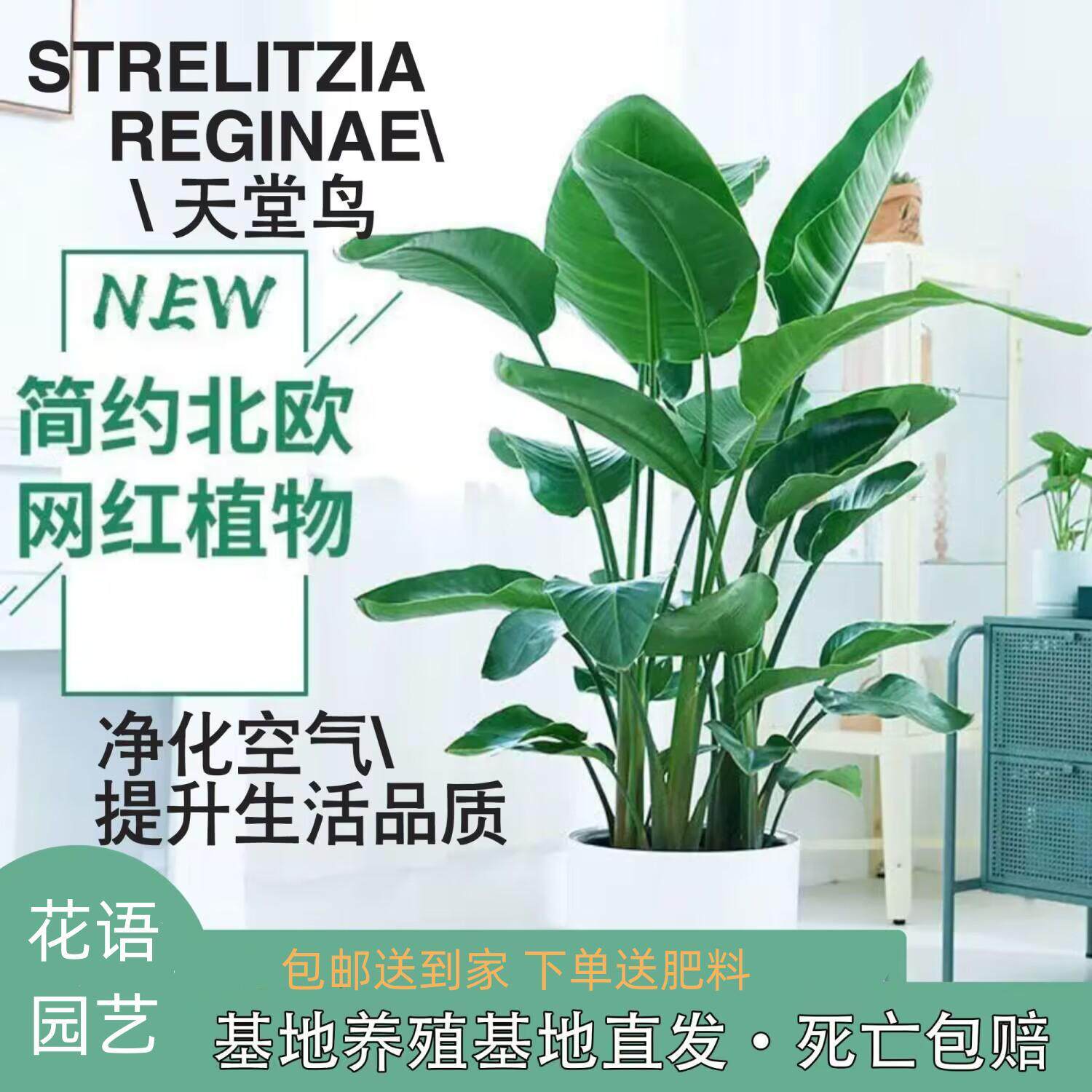 鹤望兰天堂鸟盆栽大型客厅观叶四季常青绿植室内开花网红植物花卉