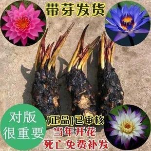 盆栽睡莲水培植物室内大睡莲根块鱼缸大型池塘莲花 带花苞四季