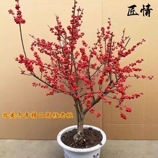 招财进宝进口北美冬青盆栽红果鲜花室内庭院阳台耐寒耐热植物绿植