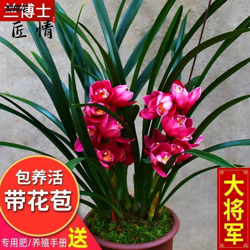 名贵兰花苗浓香型【大将军】直销带花苞四季兰花卉阳台绿植兰草