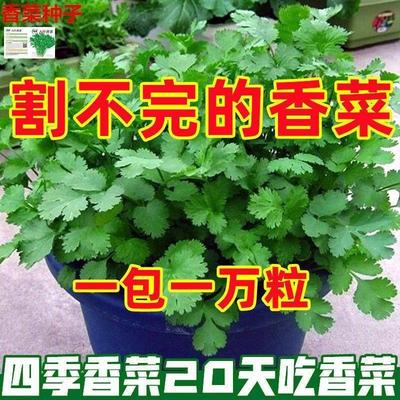 四季小香菜种子阳台室内花卉盆栽