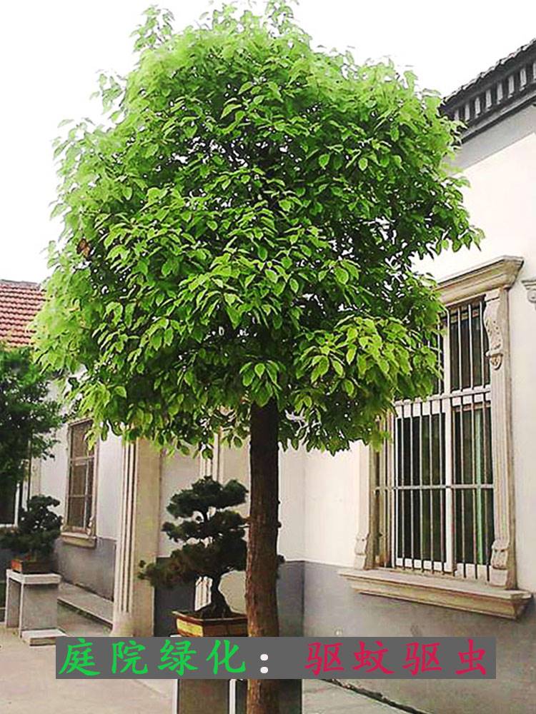香樟树苗庭院风景树大树名贵别墅绿化树木行道树四季常青驱蚊驱虫