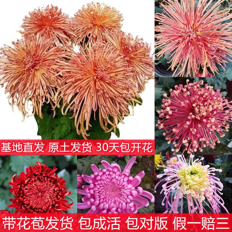 菊花盆栽乒乓菊带花苞四季开花千头球菊花卉办公桌大花九月菊花苗