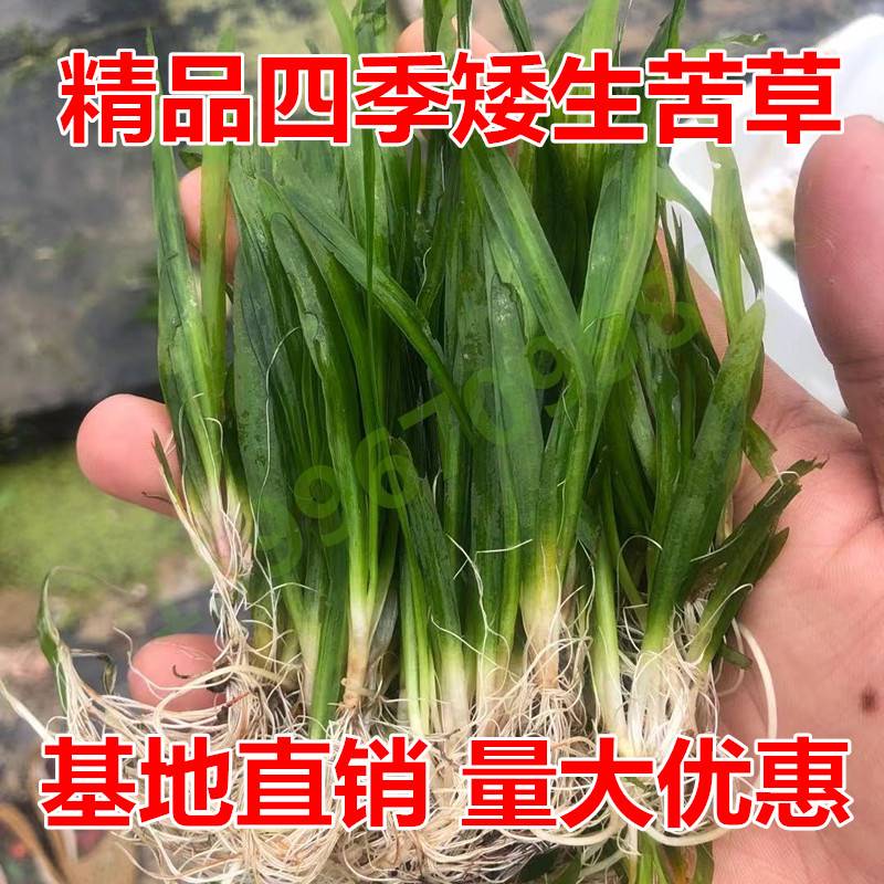 四季苦草虾蟹短叶苦草新鲜草活体草淡水净化鱼缸造景水草矮生苦草