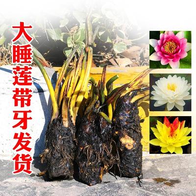 睡莲水培植物四季耐寒根块荷花