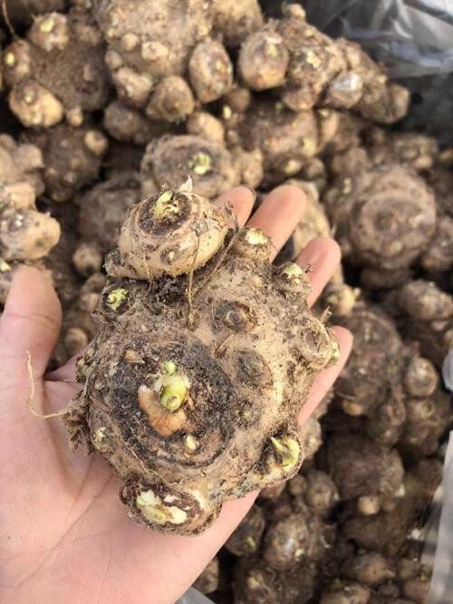 现货荷兰进口彩色马蹄莲种球大球彩马种球多年生盆栽球根花卉仿真