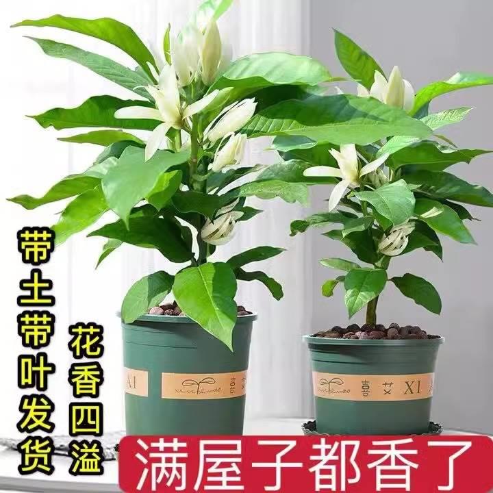 白兰花盆栽玉兰花树苗带花苞黄兰室内庭院浓香型花卉四季开花植物