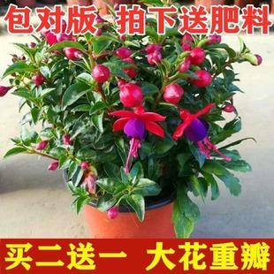 宝莲灯花盆栽倒挂金钟花苗吊钟花室内阳台四季 开花灯笼花带花苞大