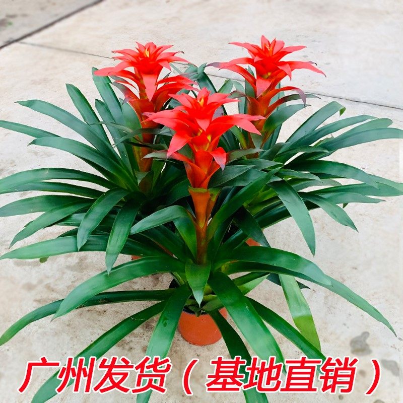 红星花卉,市场_大山谷图库