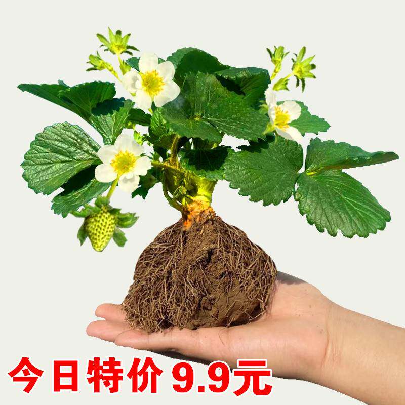 草莓苗四季盆栽食用带土妙香七号越心丹东99红颜奶油大株草莓秧子
