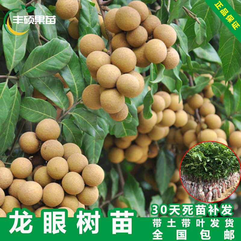 无核龙眼树苖石夹嫁接苗储良红皮石硖四季龙眼带土带果树苖南方种