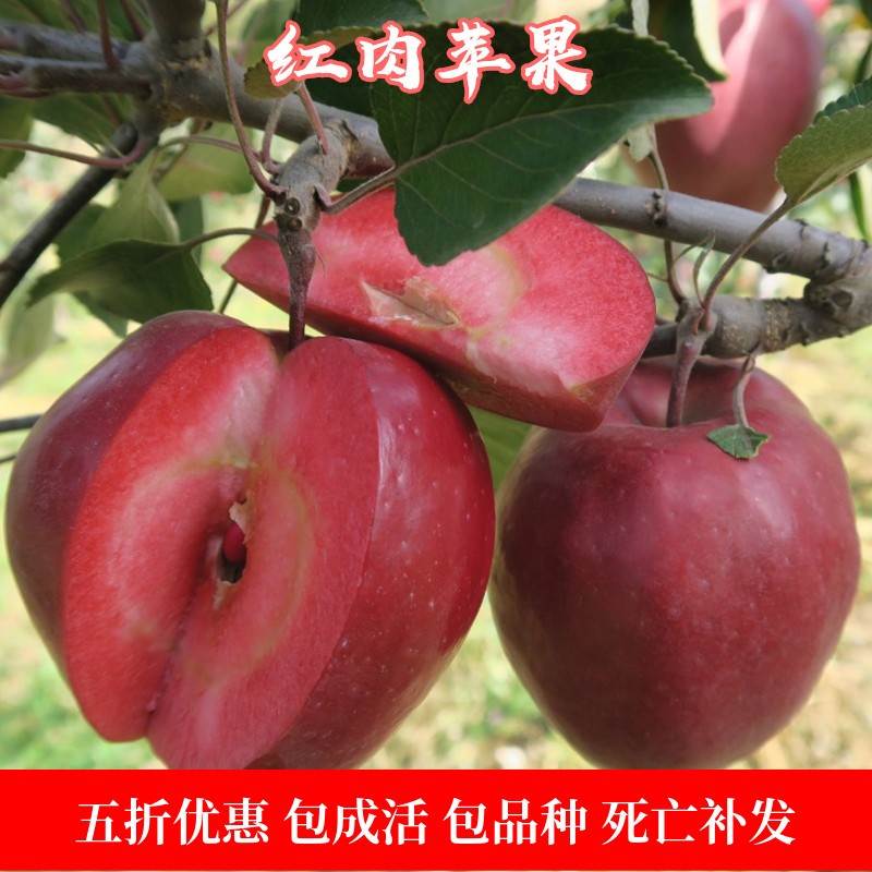 果树苗红肉苹果苹果地栽嫁接红色苹果苗瑞士之树苗爱