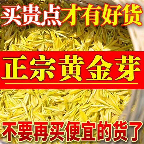 正宗高山黄金芽茶叶2025新茶白茶绿茶春茶特级安吉茶树嫩芽自己喝