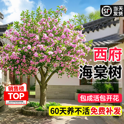 四季海棠树苗西府海棠庭院地栽