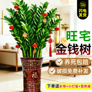 招财旺宅风水树绿植盆栽客厅大发财树金钱树乔迁送礼好养植物花卉