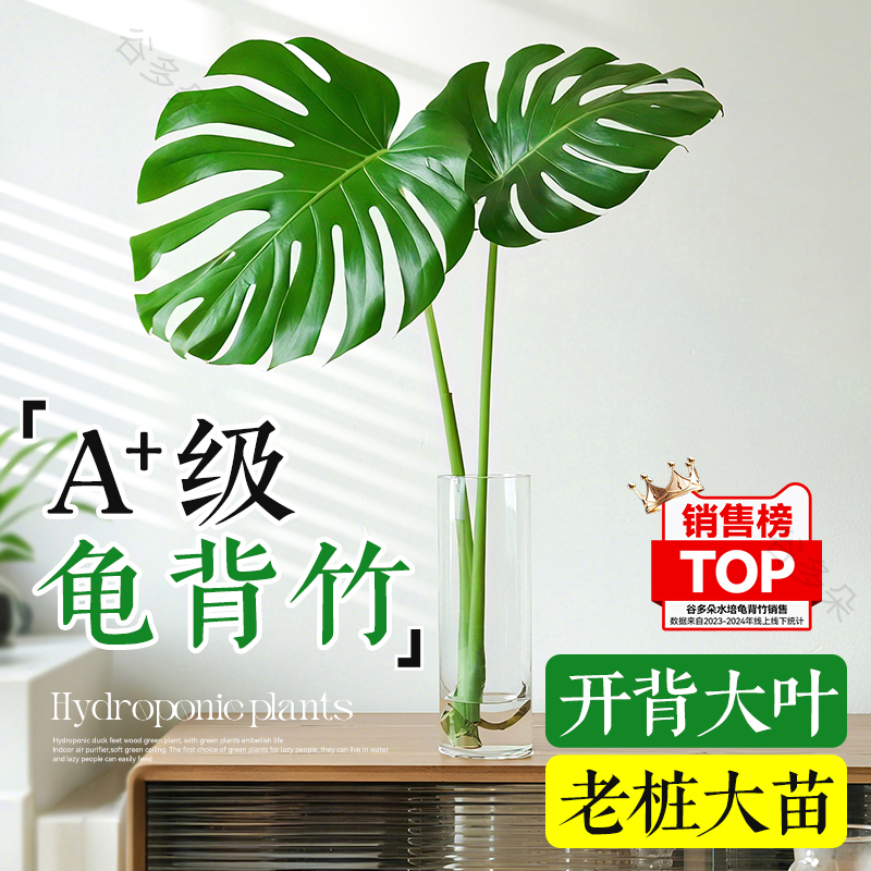 A级大叶水培龟背竹办公室绿植