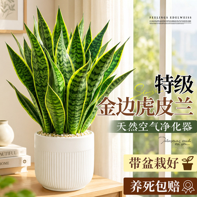 【耐旱好养】特级除醛金边虎皮兰
