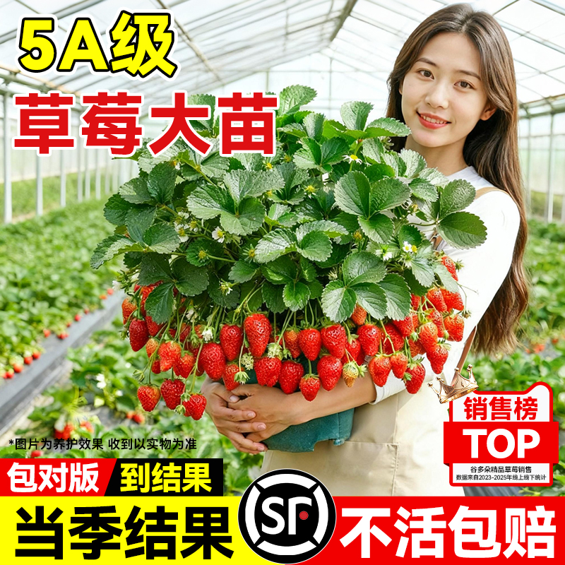 【精品四季草莓盆栽】四季结果