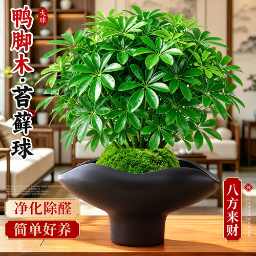 【旺财旺运】鸭脚木苔藓球好养活