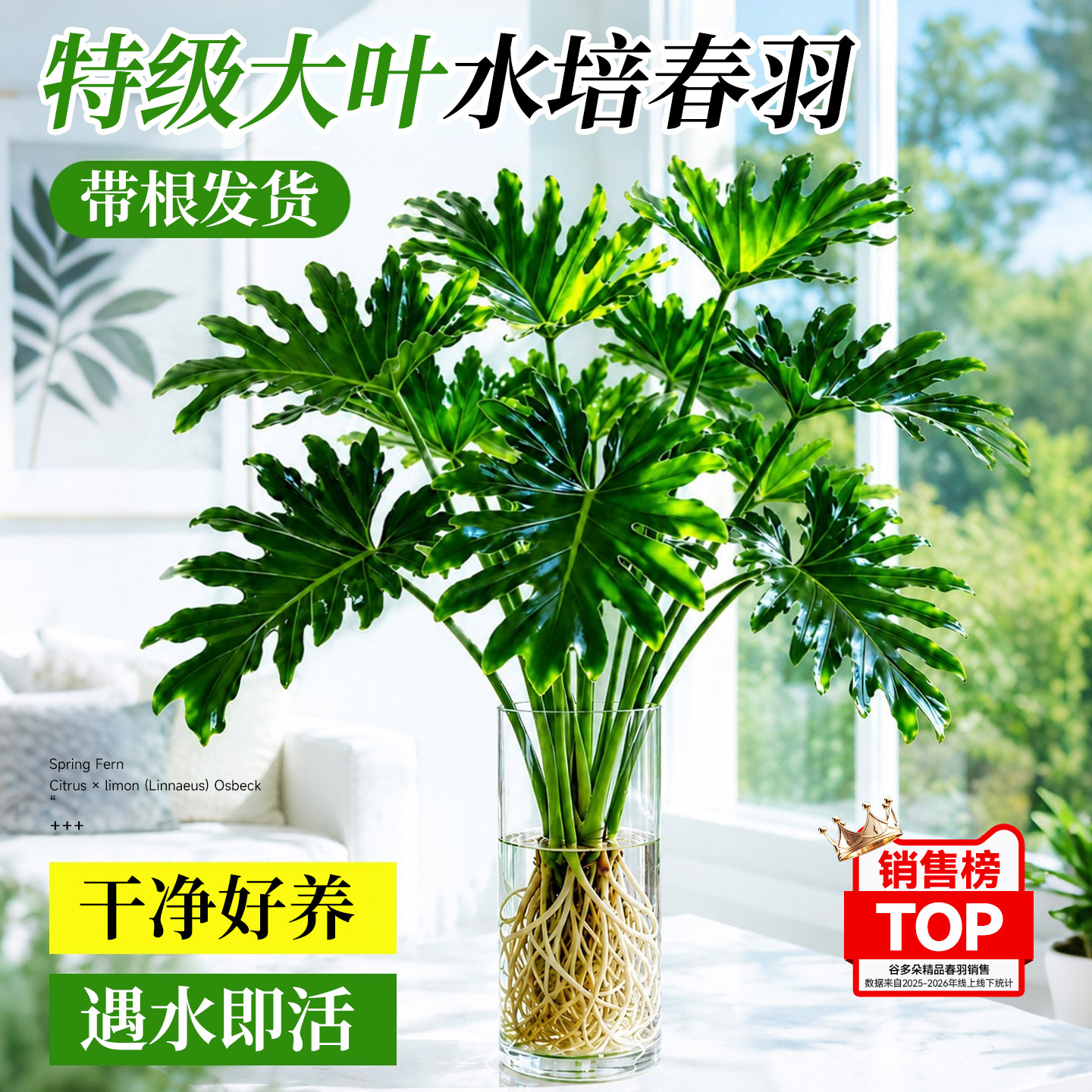 水培带根春羽盆栽室内桌面植物耐阴除醛好养活水养小天使大叶绿植