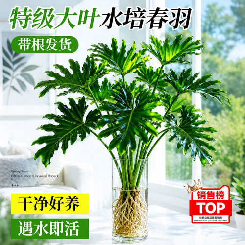 水培带根春羽盆栽耐阴除醛好养