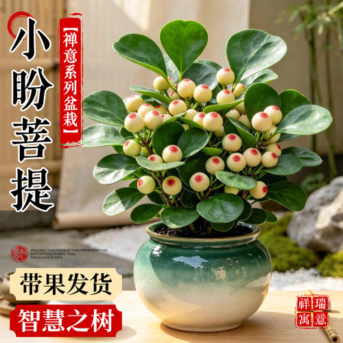 【禅意盆栽】小盼菩提中式绿植