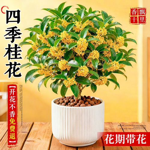 【热销80W+】四季桂花好养浓香