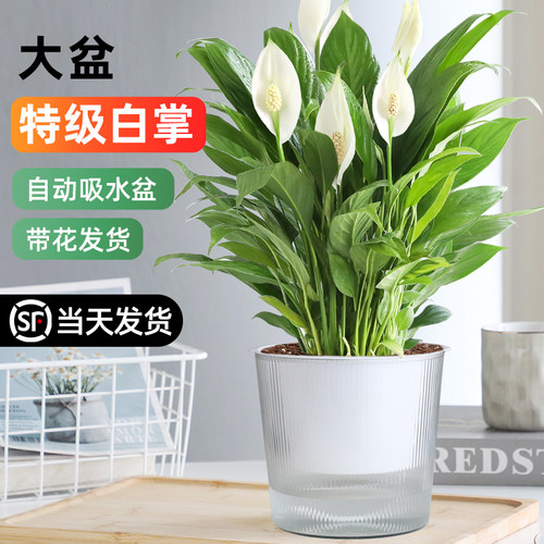 【特级大盆】白掌一帆风顺四季花