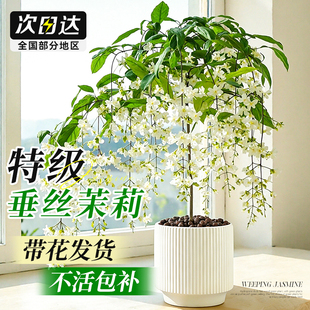 垂丝茉莉盆栽带花苞室内阳台垂吊花卉绿植物开花浓香风车茉莉好养