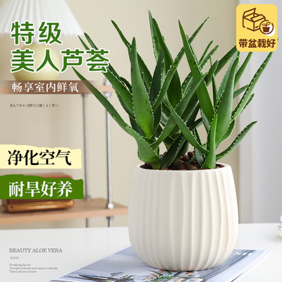 美人芦荟盆栽室内净化空气绿植物