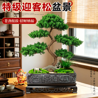 【招财迎客松真树】四季好养盆景